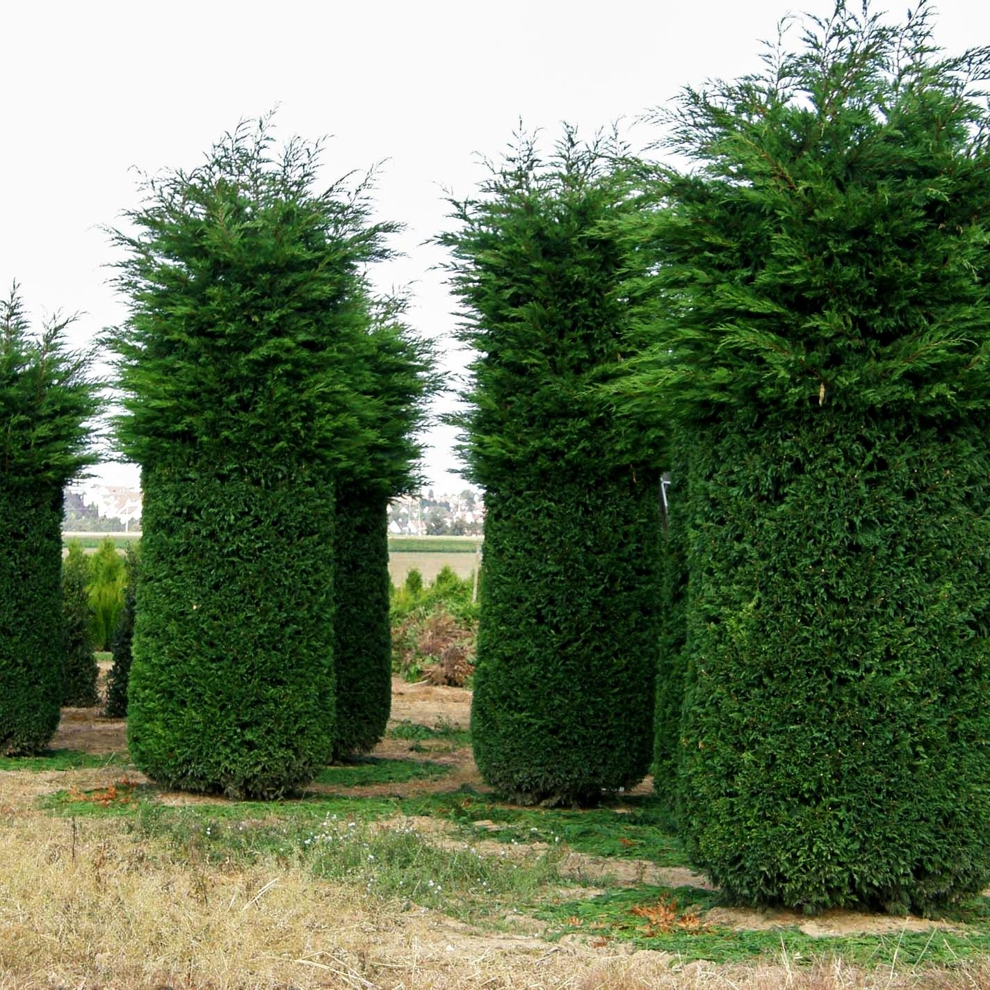 Grüne Leyland-Zypresse (Cupressocyparis leylandii)