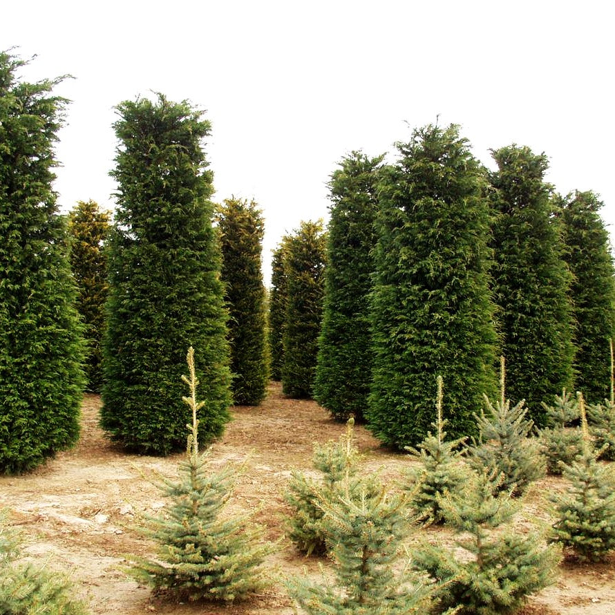 Grüne Leyland-Zypresse (Cupressocyparis leylandii)