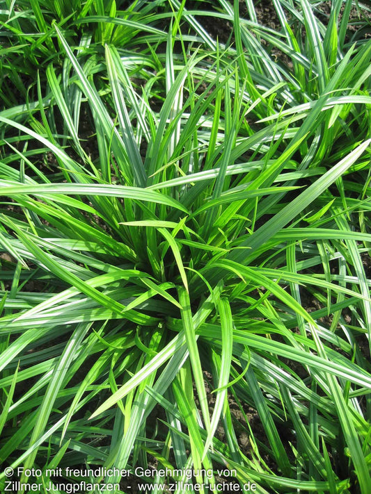 Grüne Teppich-Segge 'Irish Green' (Carex foliosissima)