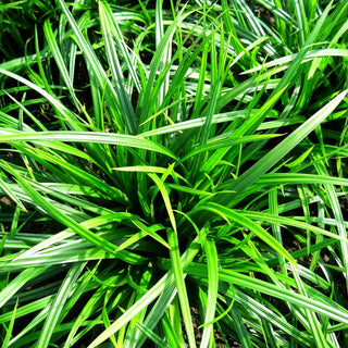 Grüne Teppich-Segge 'Irish Green' (Carex foliosissima)