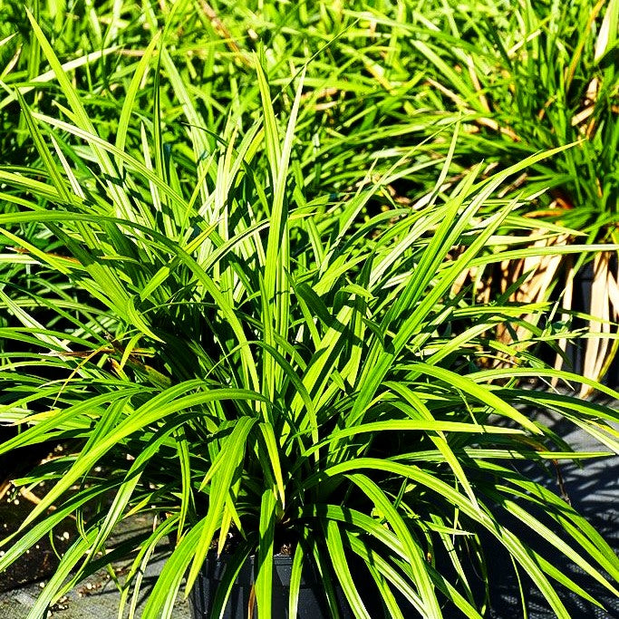 Grüne Teppich-Segge 'Irish Green' (Carex foliosissima)