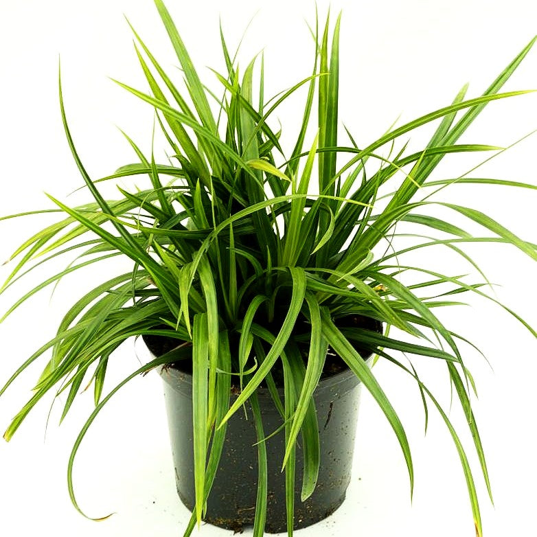 Grüne Teppich-Segge 'Irish Green' (Carex foliosissima)