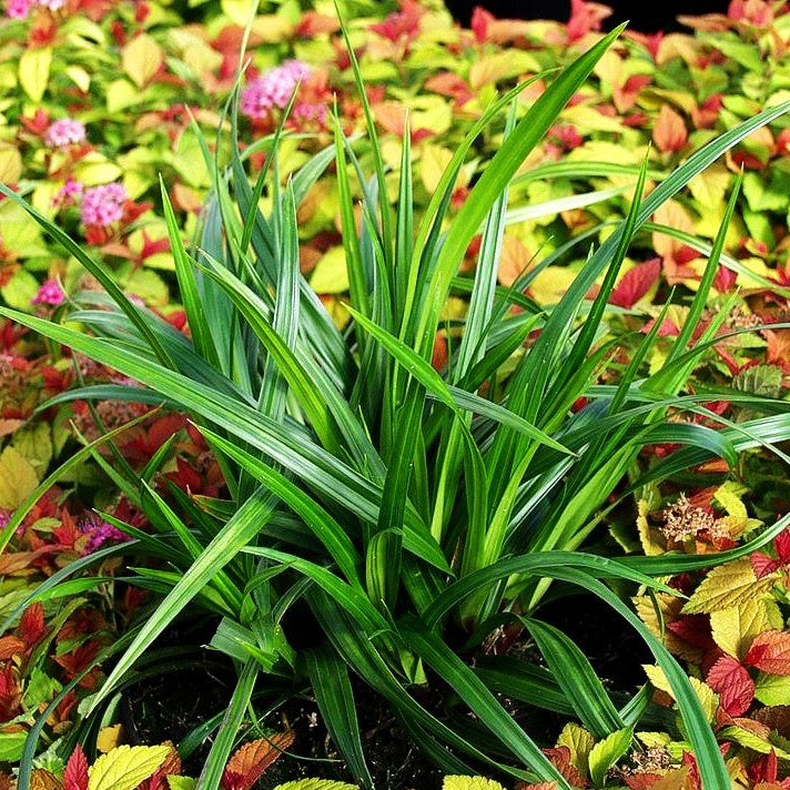Grüne Teppich-Segge 'Irish Green' (Carex foliosissima)