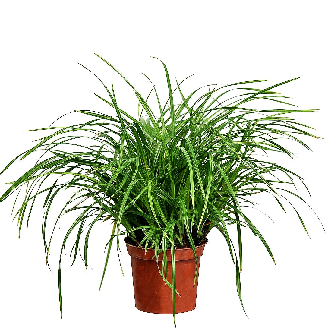 Grüne Teppich-Segge 'Irish Green' (Carex foliosissima)