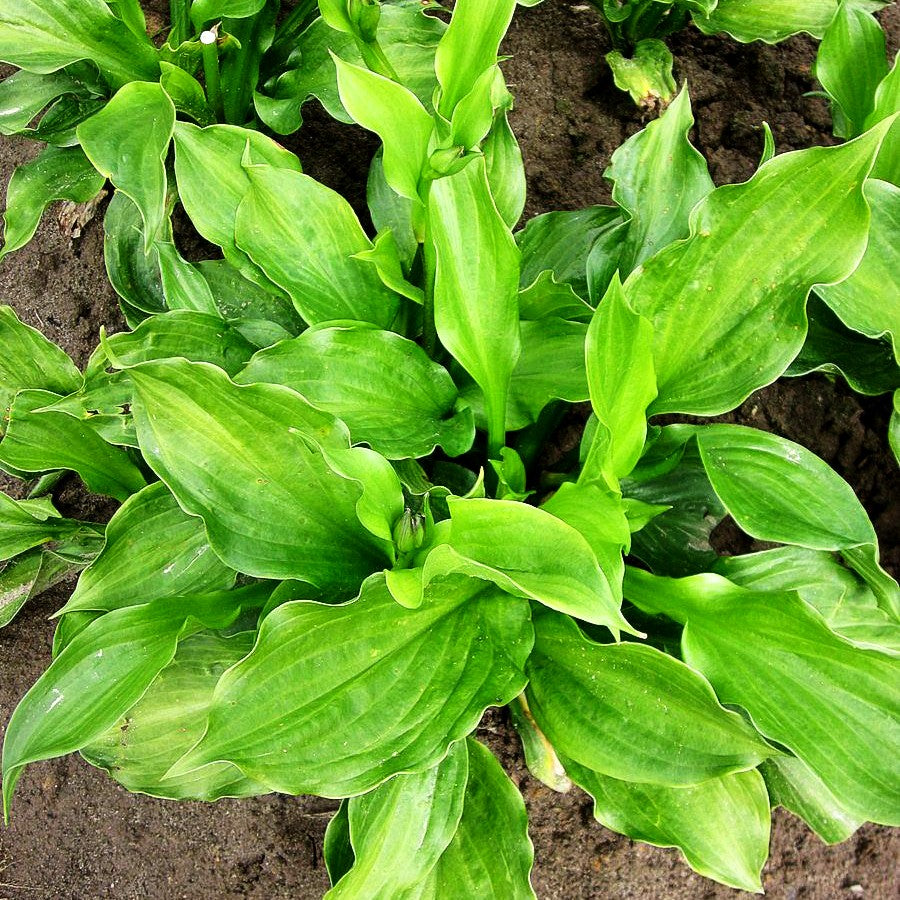 Grüne Wellblatt-Funkie 'Erromena' (Hosta undulata)