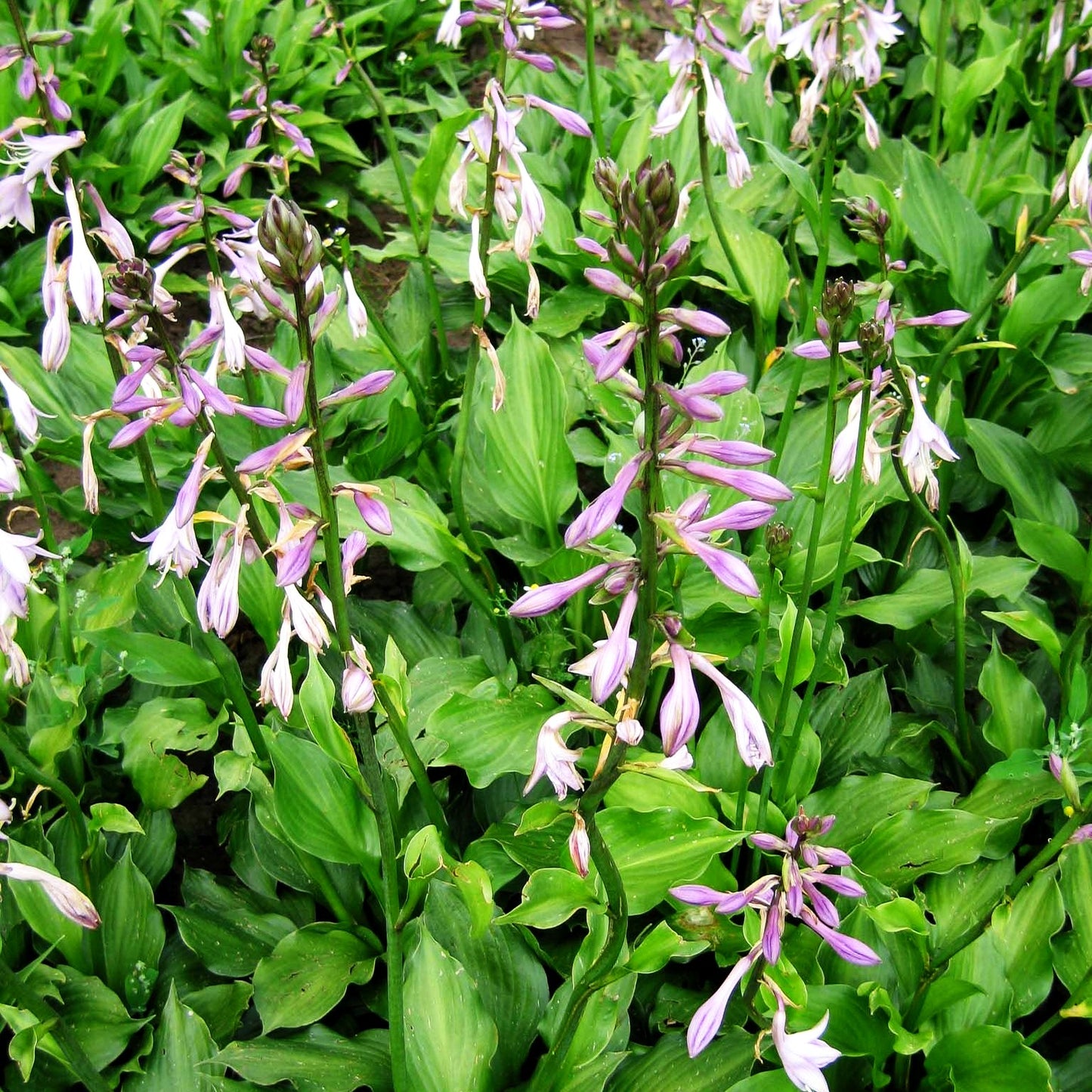 Grüne Wellblatt-Funkie 'Erromena' (Hosta undulata)