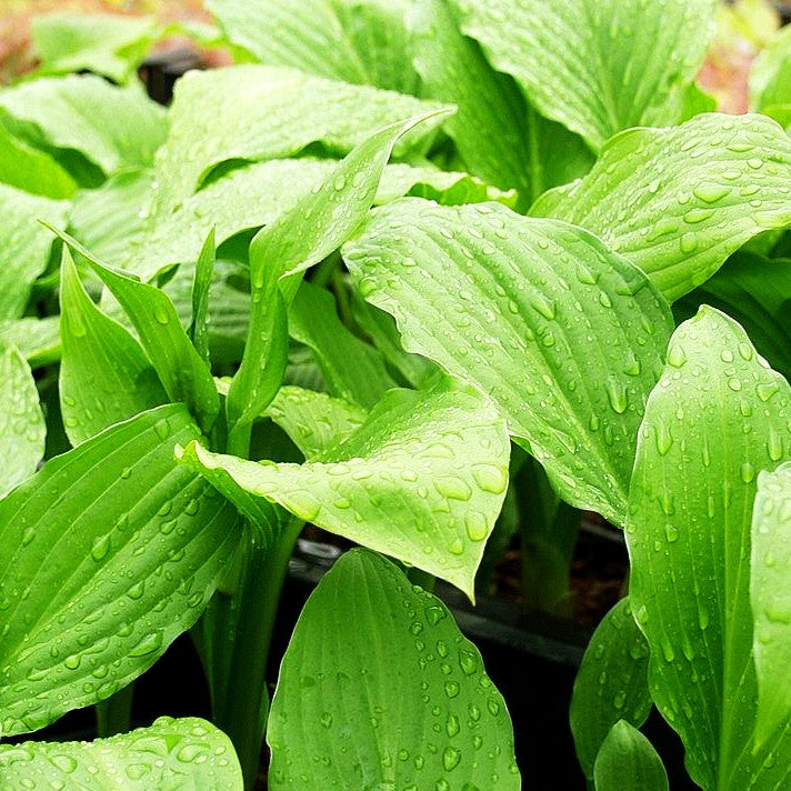 Grüne Wellblatt-Funkie 'Erromena' (Hosta undulata)