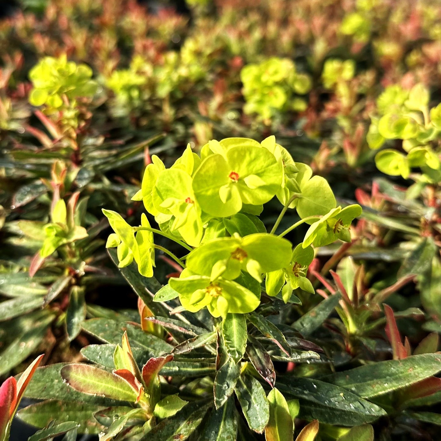 Grüne Wolfsmilch 'Athene' (Euphorbia x martinii)