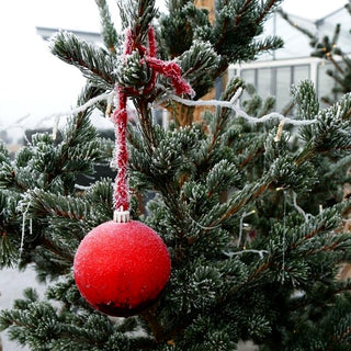 Grüne Zapfen-Fichte 'Lucky Strike' (Picea pungens)