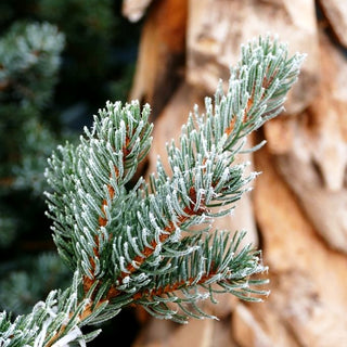 Grüne Zapfen-Fichte 'Lucky Strike' (Picea pungens)