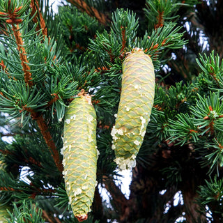 Grüne Zapfen-Fichte 'Lucky Strike' (Picea pungens)