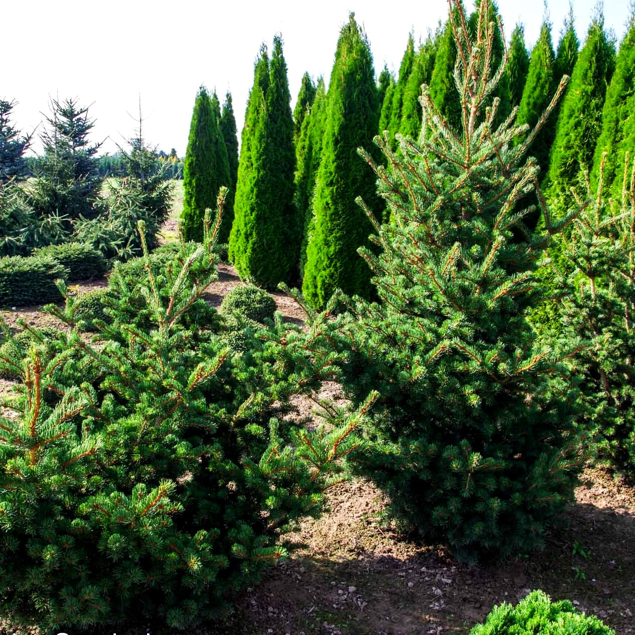 Grüne Zapfen-Fichte 'Lucky Strike' (Picea pungens)