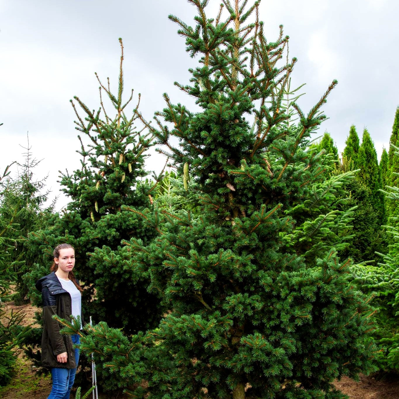Grüne Zapfen-Fichte 'Lucky Strike' (Picea pungens)