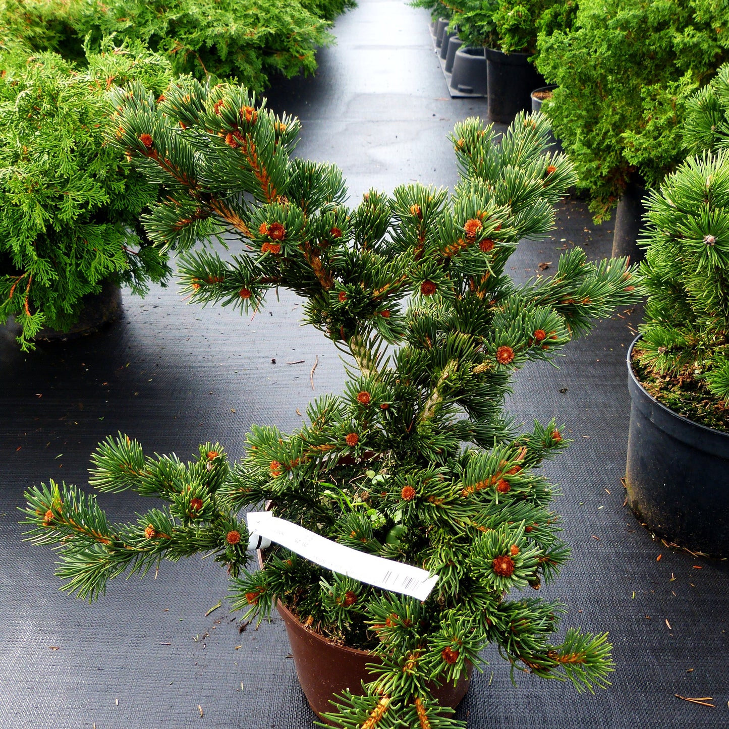 Grüne Zapfen-Fichte 'Lucky Strike' (Picea pungens)