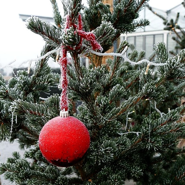 Grüne Zapfen-Fichte 'Lucky Strike' (Picea pungens)