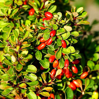Grüne Zwerg-Berberitze 'Kobold' (Berberis thunbergii)