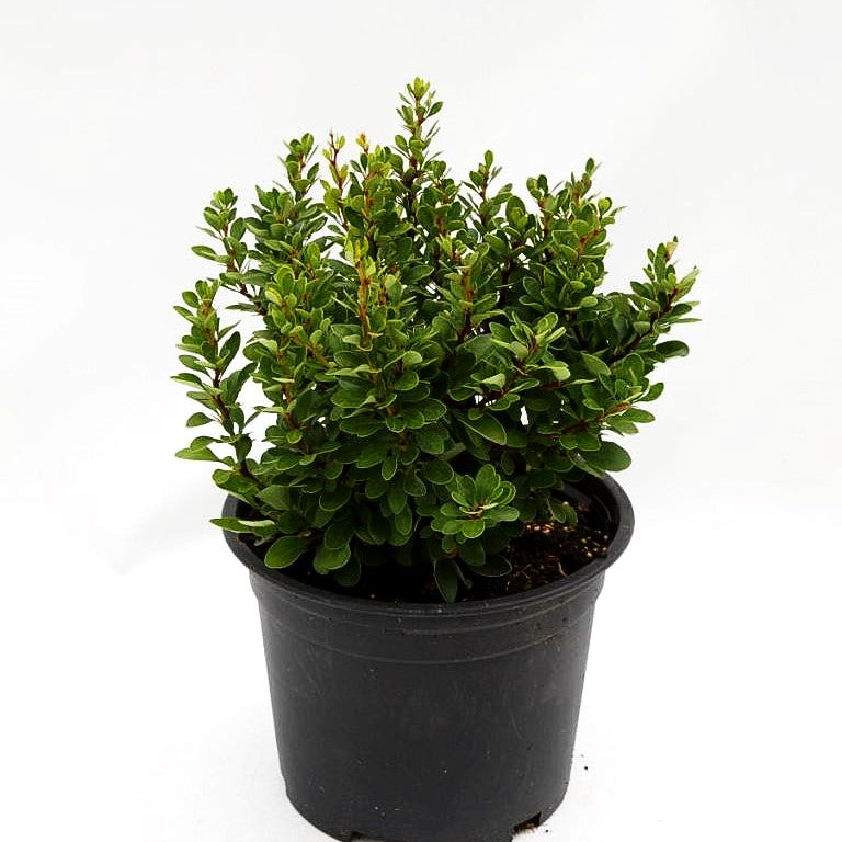 Grüne Zwerg-Berberitze 'Kobold' (Berberis thunbergii)