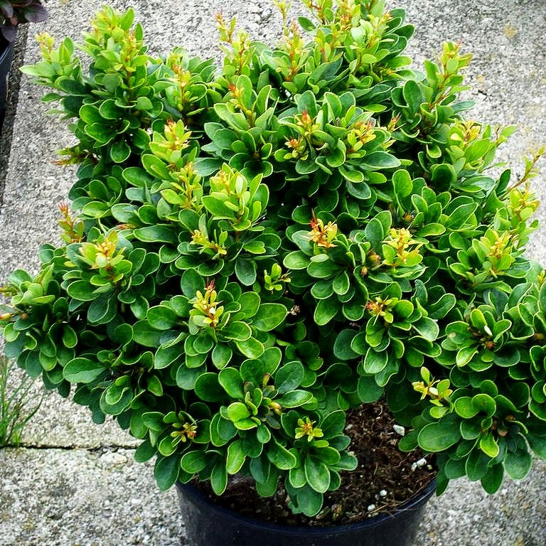Grüne Zwerg-Berberitze 'Kobold' (Berberis thunbergii)