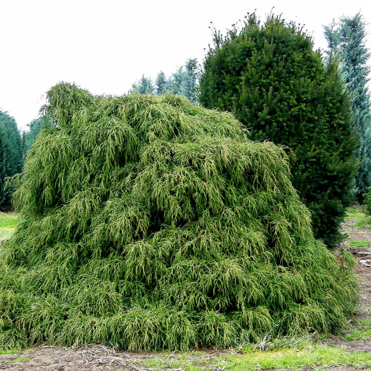 Grüne Zwerg-Fadenzypresse 'Filifera Nana' (Chamaecyparis pis.)