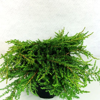 Grüner Kriech-Wacholder 'Green Carpet' (Juniperus com.)