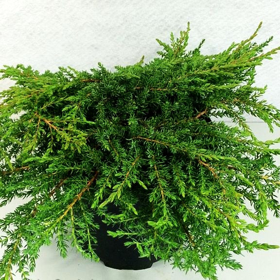 Grüner Kriech-Wacholder 'Green Carpet' (Juniperus com.)