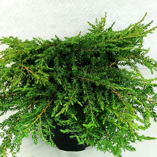 Grüner Kriech-Wacholder 'Green Carpet' (Juniperus com.)