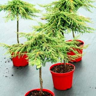 Grüner Kriech-Wacholder 'Green Carpet' (Juniperus com.)