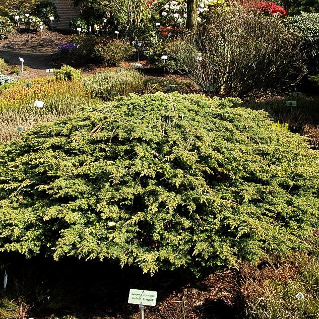 Grüner Kriech-Wacholder 'Green Carpet' (Juniperus com.)