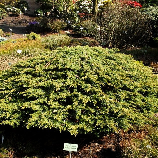 Grüner Kriech-Wacholder 'Green Carpet' (Juniperus com.)