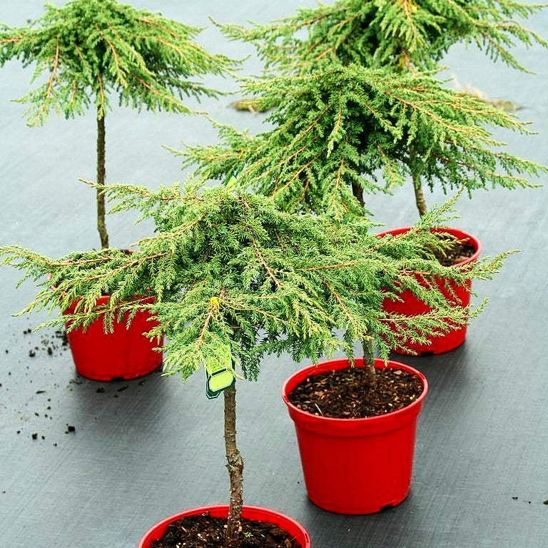 Grüner Kriech-Wacholder 'Green Carpet' (Juniperus com.)