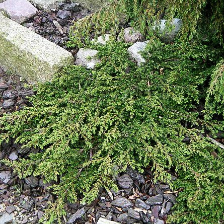 Grüner Kriech-Wacholder 'Green Carpet' (Juniperus com.)