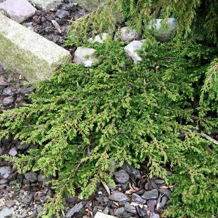 Grüner Kriech-Wacholder 'Green Carpet' (Juniperus com.)