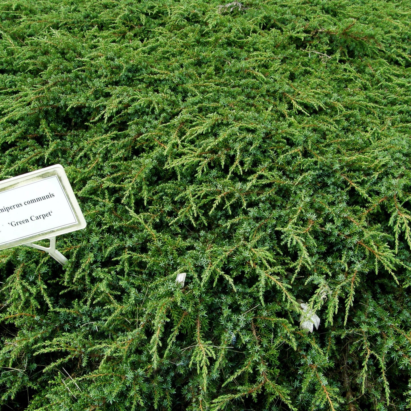 Grüner Kriech-Wacholder 'Green Carpet' (Juniperus com.)