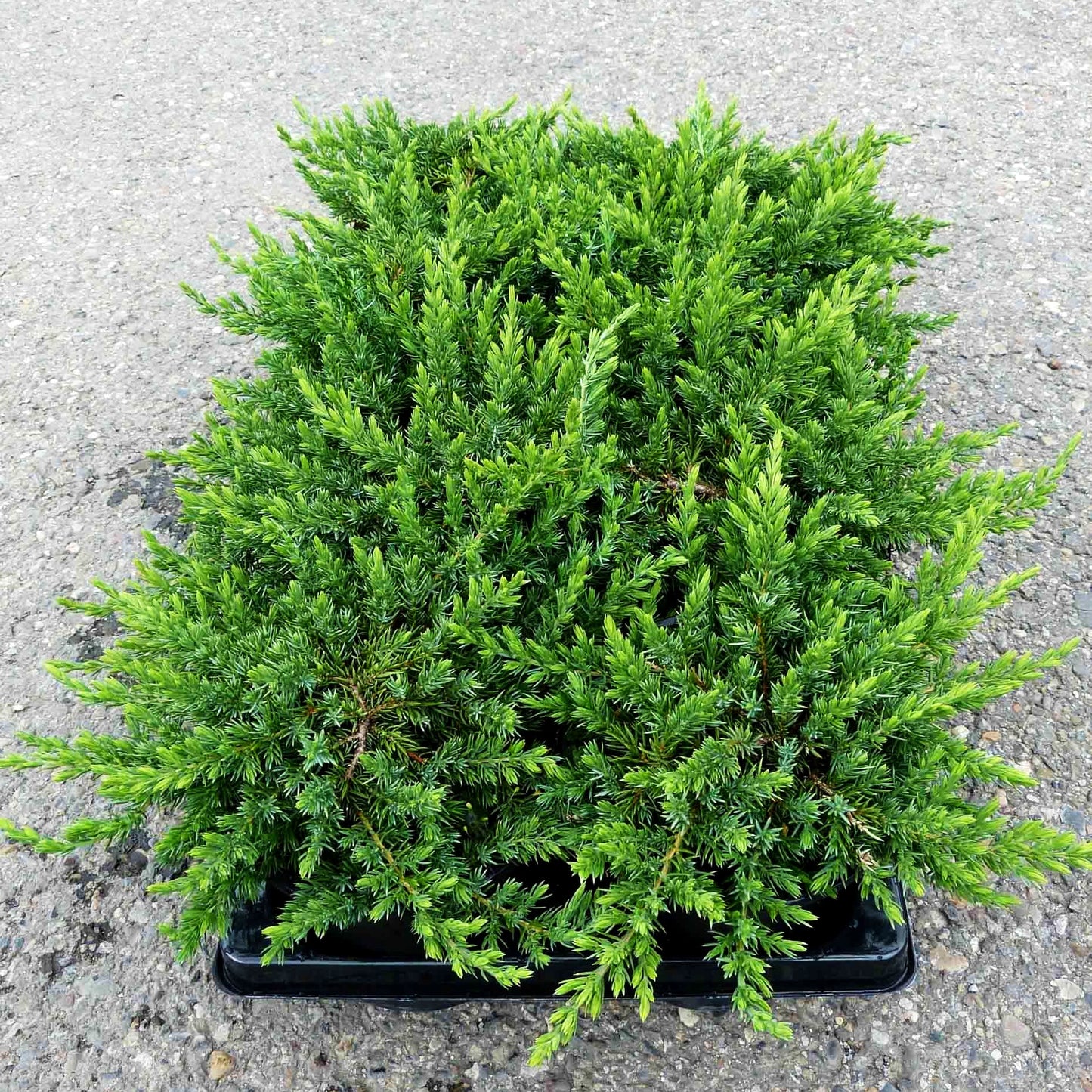 Grüner Kriech-Wacholder 'Green Mantle' (Juniperus com.)