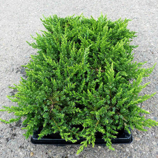 Grüner Kriech-Wacholder 'Green Mantle' (Juniperus com.)