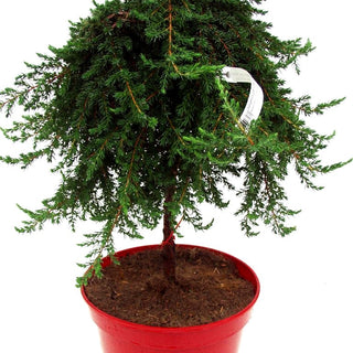 Grüner Kriech-Wacholder 'Green Mantle' (Juniperus com.)