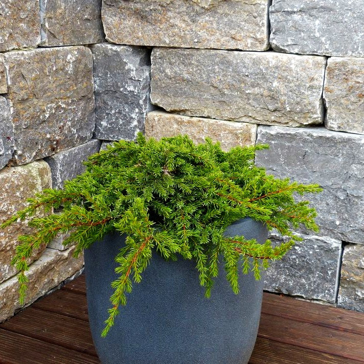 Grüner Kriech-Wacholder 'Green Mantle' (Juniperus com.)