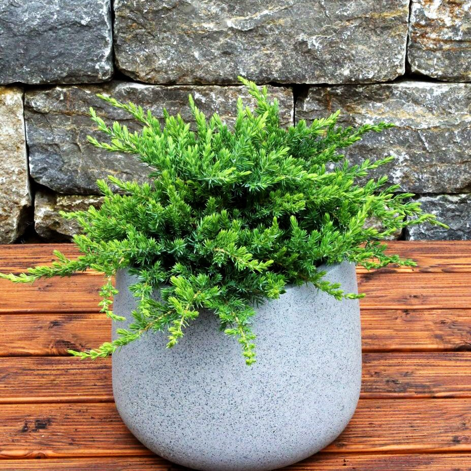 Grüner Kriech-Wacholder 'Green Mantle' (Juniperus com.)