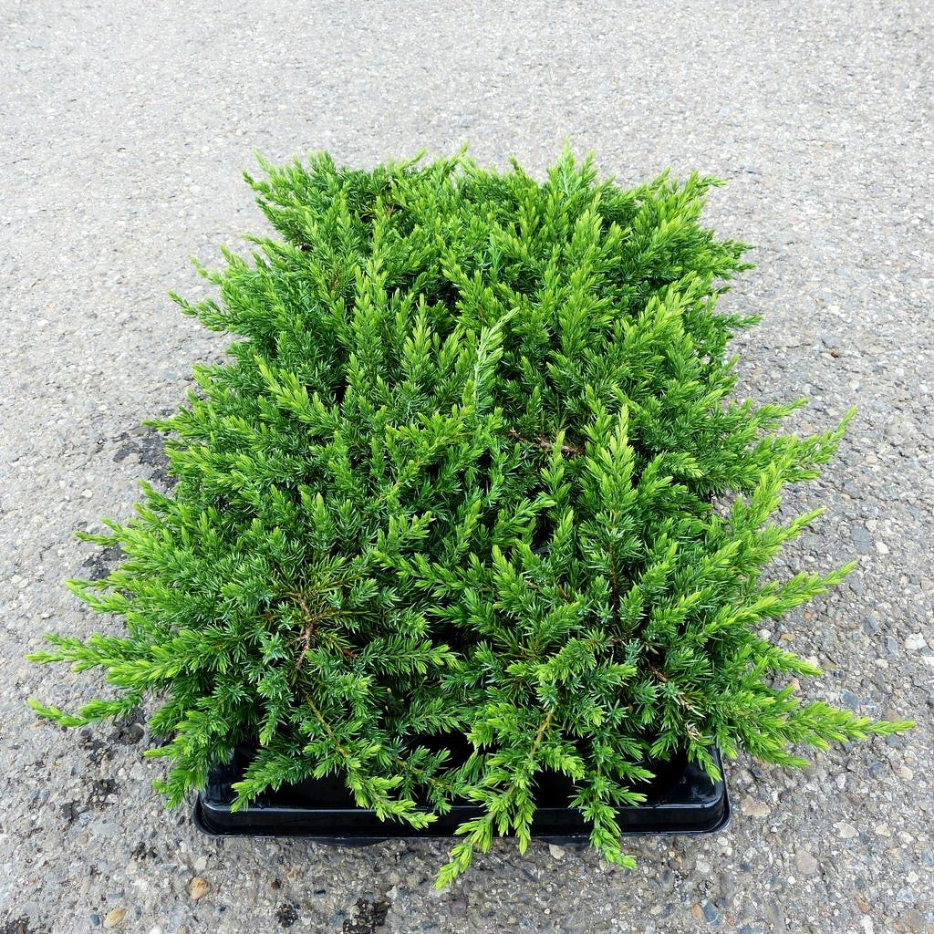 Grüner Kriech-Wacholder 'Green Mantle' (Juniperus com.)