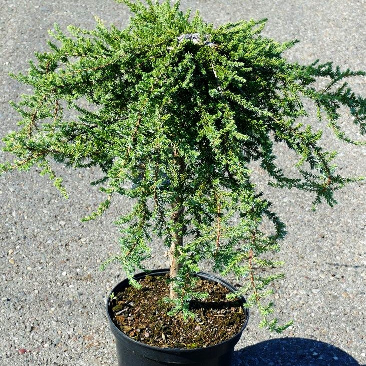 Grüner Kriech-Wacholder 'Green Mantle' (Juniperus com.)
