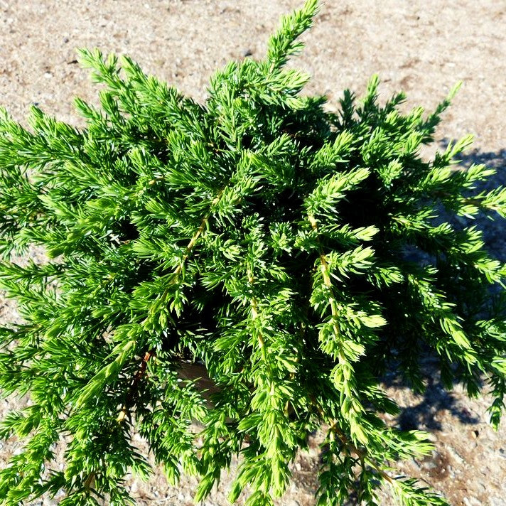 Grüner Kriech-Wacholder 'Green Mantle' (Juniperus com.)