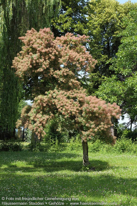 Grüner Perückenstrauch (Cotinus coggygria)