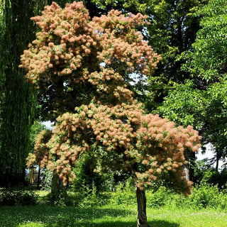 Grüner Perückenstrauch (Cotinus coggygria)