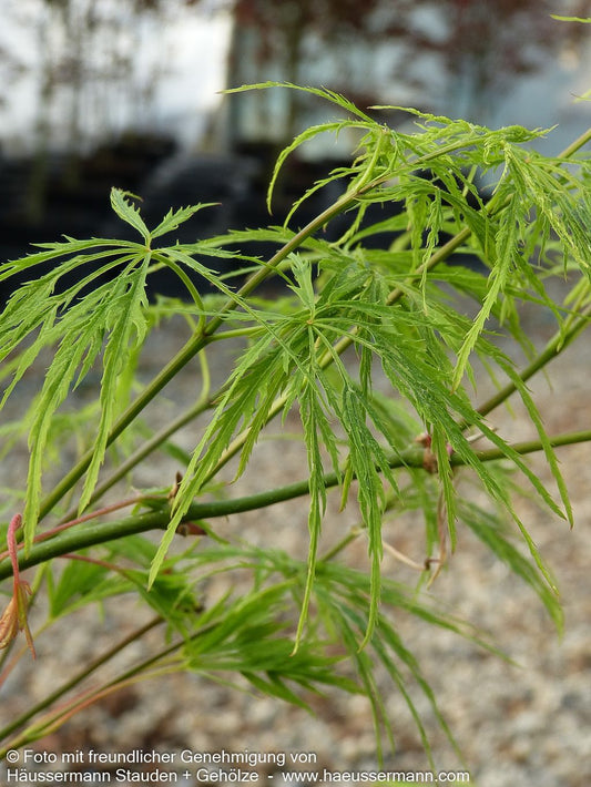 Grüner Schlitz-Ahorn 'Dissectum' (Acer palmatum)