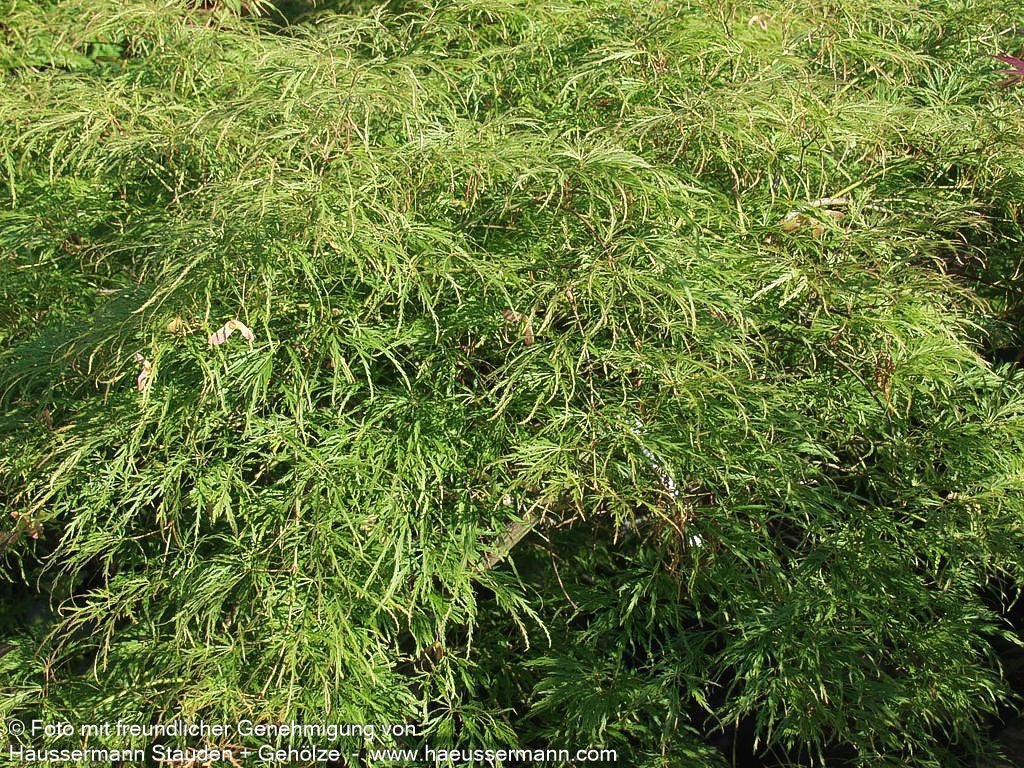 Grüner Schlitz-Ahorn 'Dissectum' (Acer palmatum)