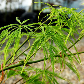 Grüner Schlitz-Ahorn 'Dissectum' (Acer palmatum)