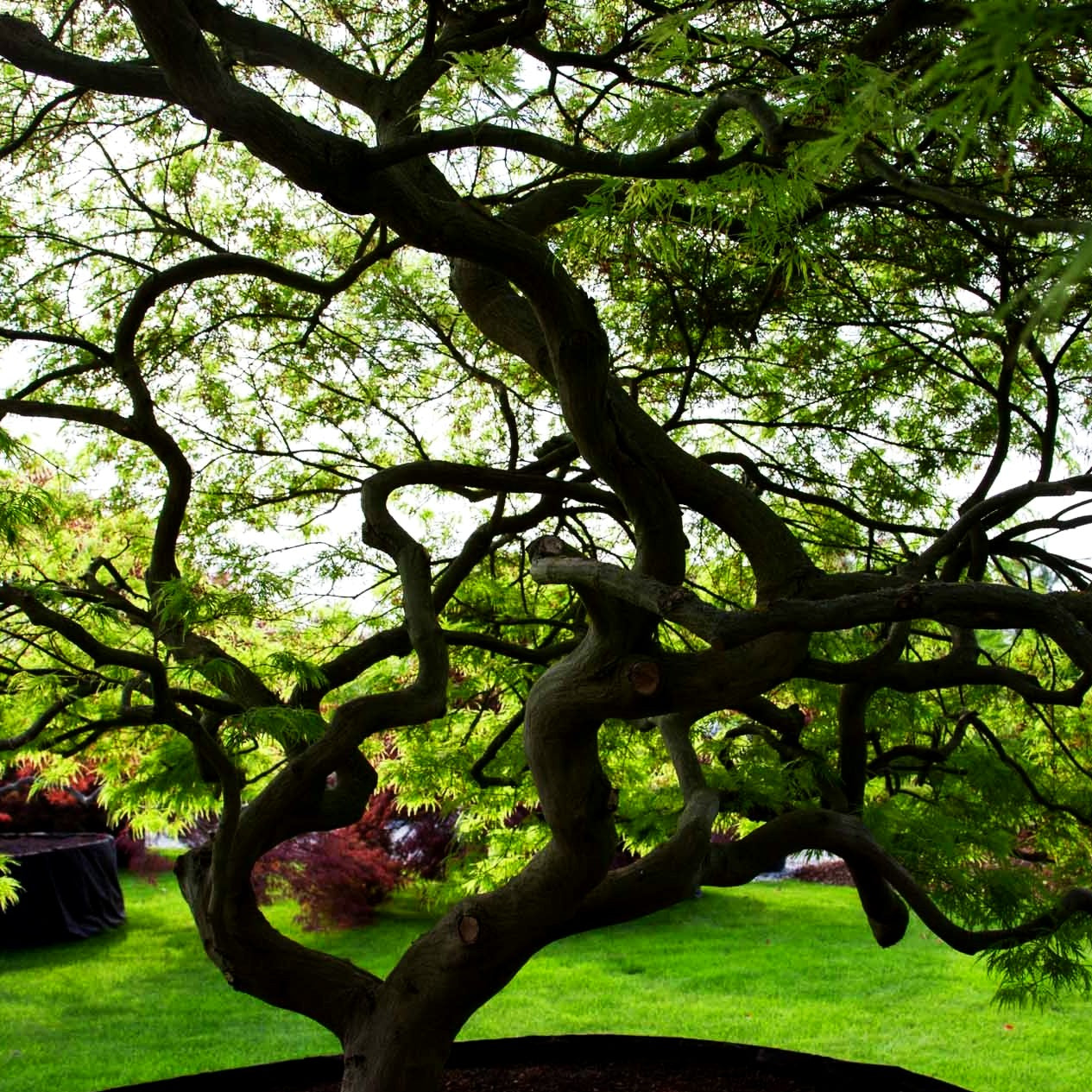 Grüner Schlitz-Ahorn 'Dissectum' (Acer palmatum)