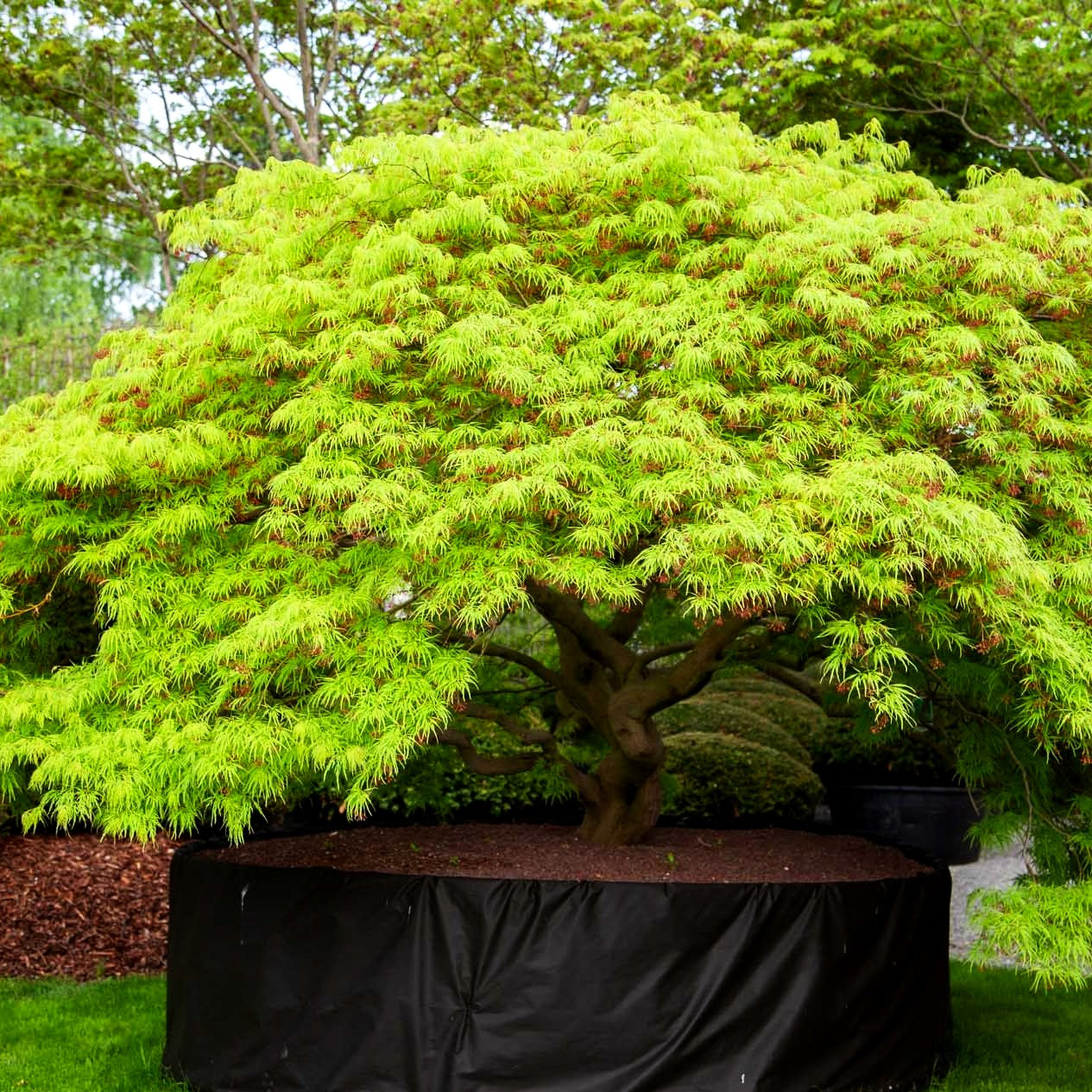 Grüner Schlitz-Ahorn 'Dissectum' (Acer palmatum)