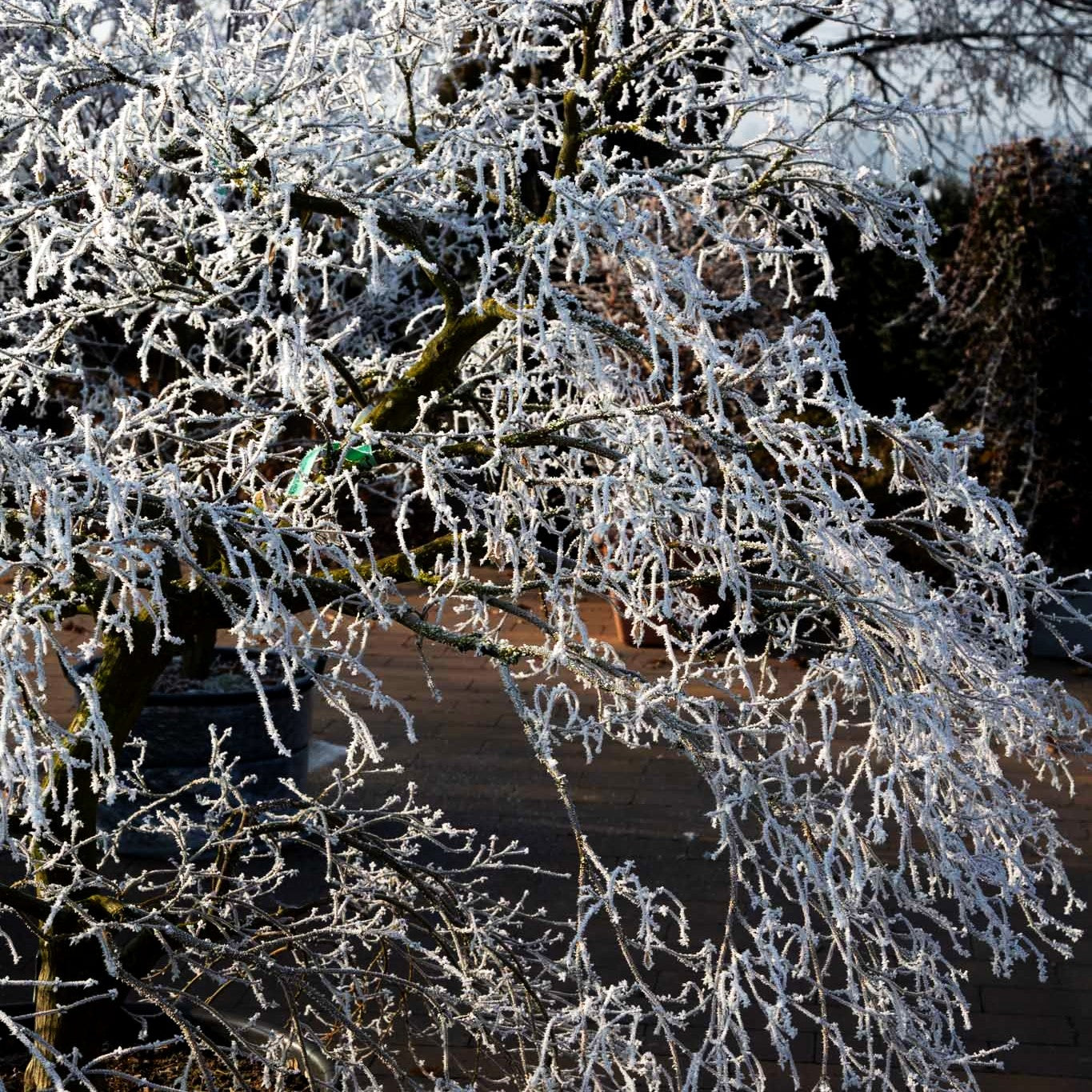Grüner Schlitz-Ahorn 'Dissectum' (Acer palmatum)