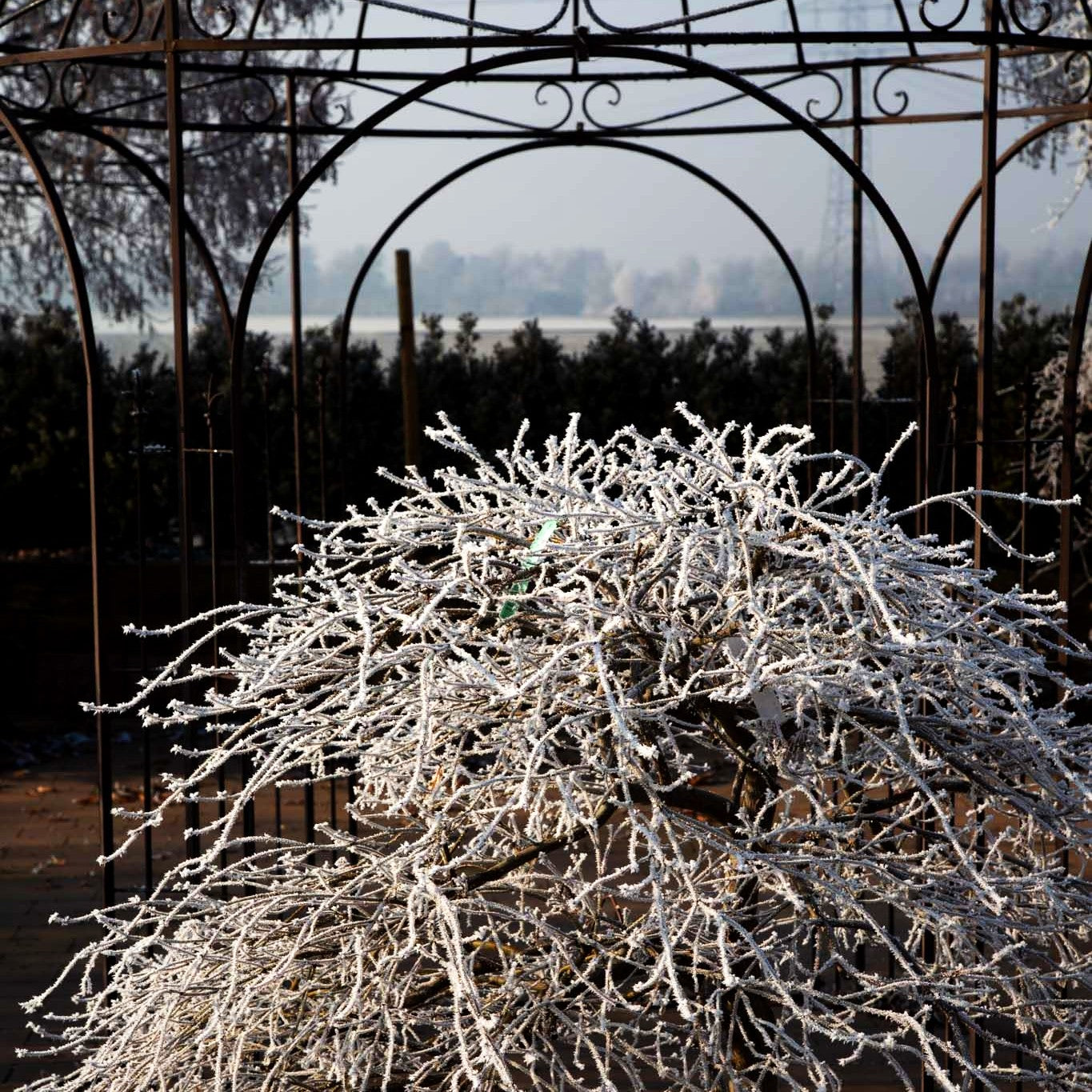 Grüner Schlitz-Ahorn 'Dissectum' (Acer palmatum)